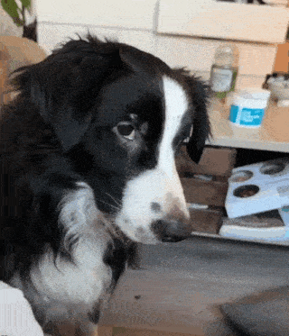 a black and white dog is looking at the camera in front of a table with boxes of dog treats on it