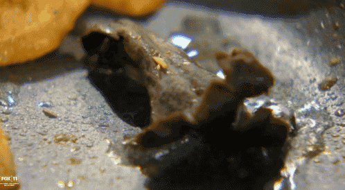 a close up of a sponge with the fox 11 logo on the bottom