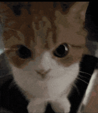 a close up of a cat 's face with the word cheesy kat visible