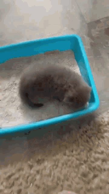 a kitten is sleeping in a blue litter box on a carpet .
