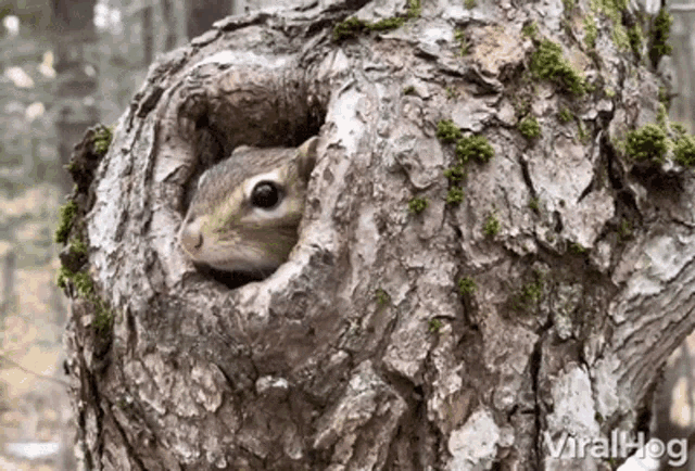 Peeking Squirrel Viralhog GIF - Peeking Squirrel Viralhog Hide GIFs
