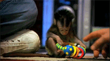 a baby monkey is playing with a colorful toy on the floor