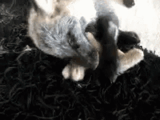 two cats are laying on top of each other on a carpet .