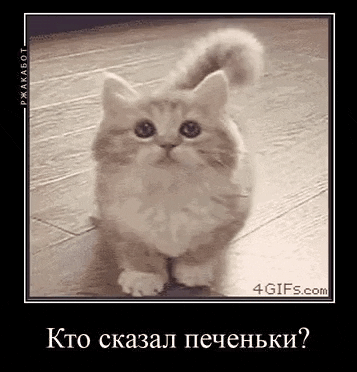 a small kitten is sitting on a wooden floor and looking up at the camera .