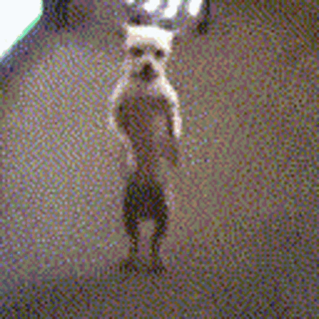Dog Dance GIF - Dog Dance Chihuahua GIFs