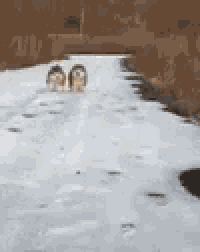 two dogs are walking down a snow covered road .
