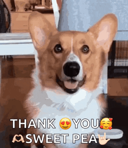 a corgi dog is smiling and saying thank you sweet pea .