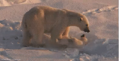 Perfect Fit GIF - Polar Bear Mama Baby GIFs
