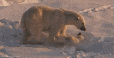 two polar bears are playing in the snow and one bear is holding the other bear 's paw