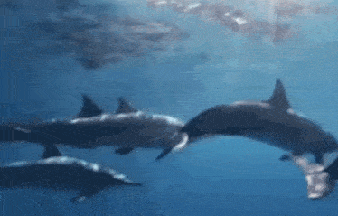 three dolphins are swimming in the ocean together .