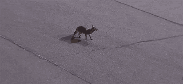 Fox In The Middle Of The Track Nascar GIF - Fox In The Middle Of The Track Nascar Lost GIFs