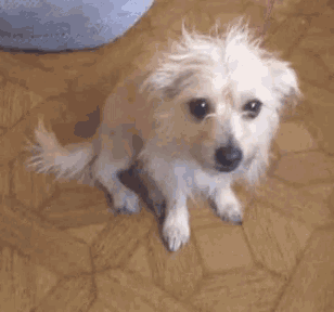 a small white dog is sitting on a wooden floor next to a dog bed .