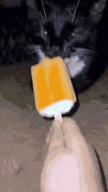 a black and white cat eating a popsicle from a person 's hand