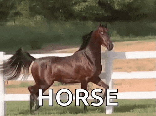 a horse running in a fenced in area with the word horse written above it