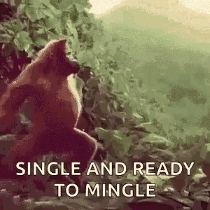 a monkey is sitting on a rock with the words single and ready to mingle below it