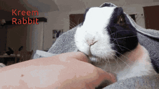 a black and white rabbit is being petted by a person and the name kreem rabbit is visible