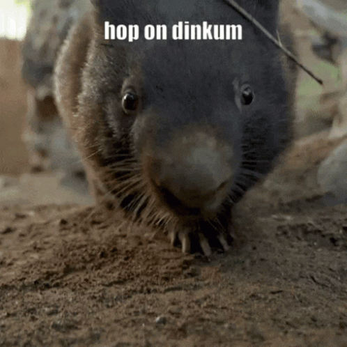 Wombat Dinkum GIF - Wombat Dinkum Hop On GIFs