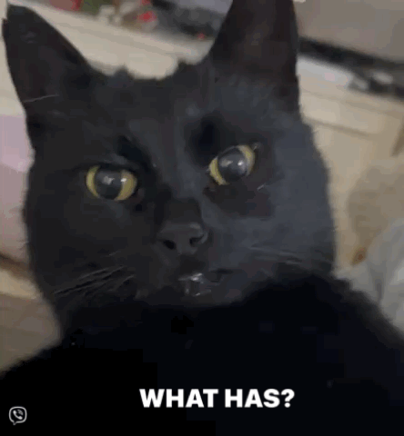 What Has Cat GIF - What Has Cat Black Cat GIFs