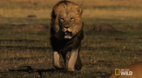 Lion Hunting Prey GIF - Savage Kingdom Savage Kingdom Gi Fs Stars GIFs