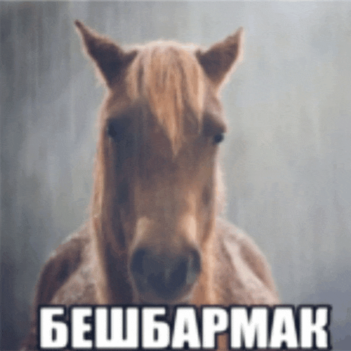 a picture of a horse with a foreign language written on it