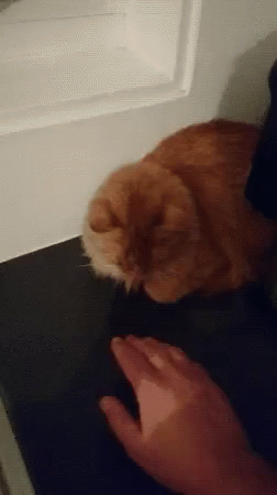 Angry Cat Slap GIF - Angry Cat Slap Mad GIFs