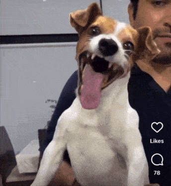 Laughing Dog Crazy Dog GIF - Laughing Dog Crazy Dog Natalee GIFs