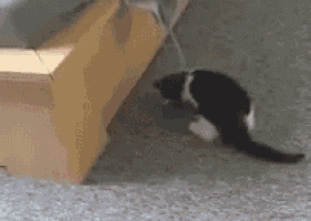 a black and white cat is sitting on a carpet next to a wooden box .
