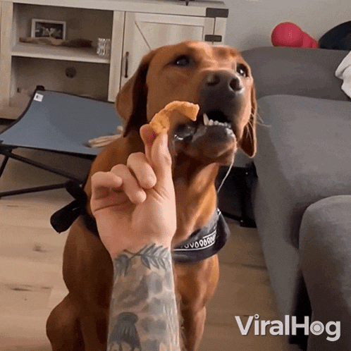 a dog is being fed by a person with a tattoo on their arm and the word viralhog is on the bottom
