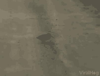 a bird is walking on the ground with the words viralhog in the bottom right corner