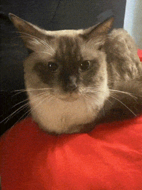 a brown and white cat laying on a red blanket