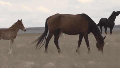 a herd of horses grazing in a field including a brown horse
