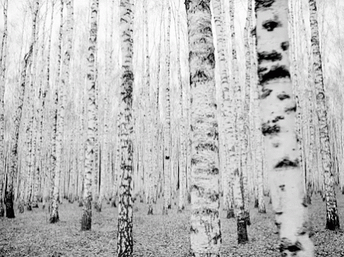 Birch Tree GIF - Birch Tree GIFs