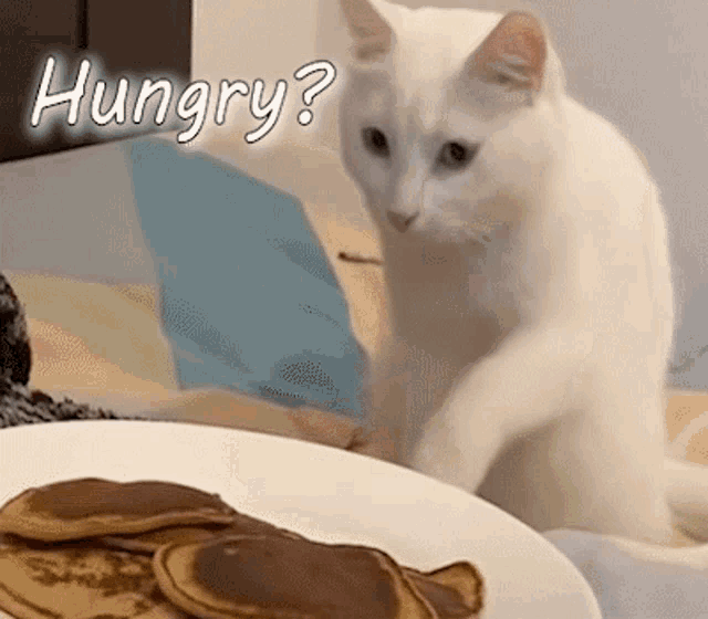 Hungry Cat GIF - Hungry Cat Funny GIFs