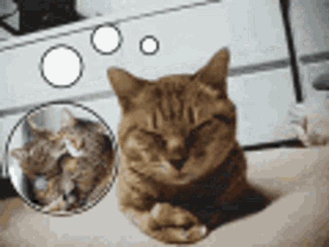 Missing You Cat GIF - Missing You Cat Kitten GIFs