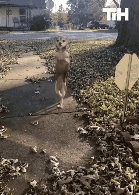 a dog is standing on its hind legs in front of a sign that says th on it