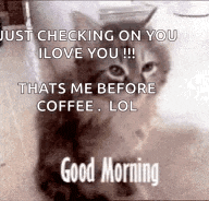 a kitten is sitting on a table with a good morning message .