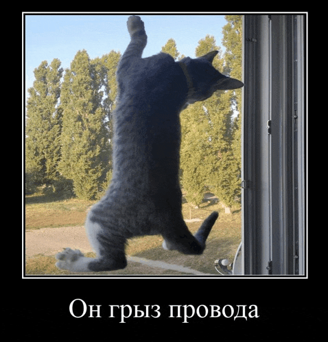 a cat is standing on its hind legs in front of a window with trees in the background and a caption in russian