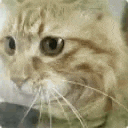 a close up of a cat 's face with a very long whisker .