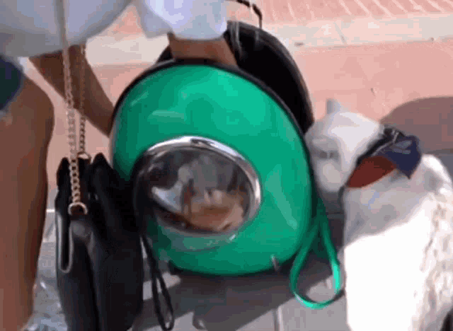 Cat Cats GIF - Cat Cats Out GIFs
