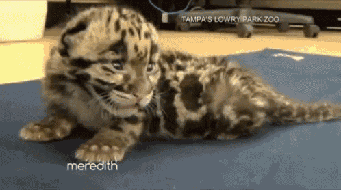 a baby leopard cub is laying on a blue mat at tampa 's lowry park zoo ..