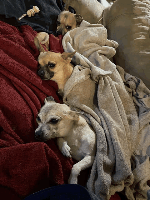 three small dogs are wrapped in blankets on a bed