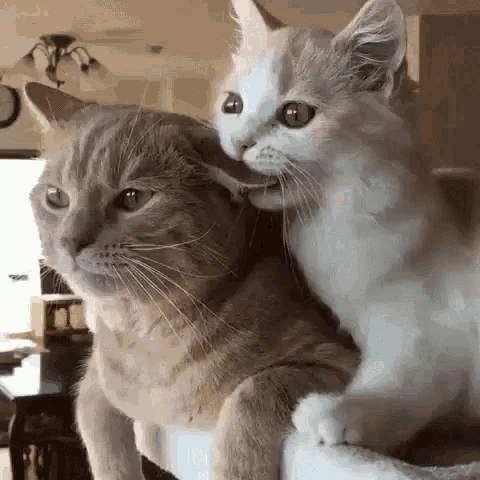 Cat Love Sweet GIF - Cat Love Sweet Cuddle GIFs