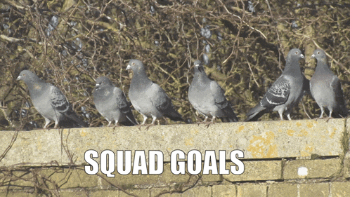 a group of pigeons standing on a brick wall with the words " squad goals " written below them