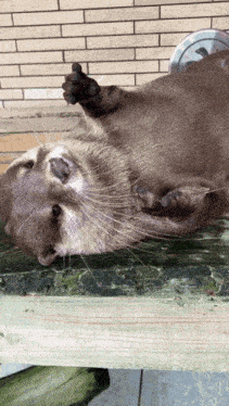 an otter is laying on its back on a wooden surface