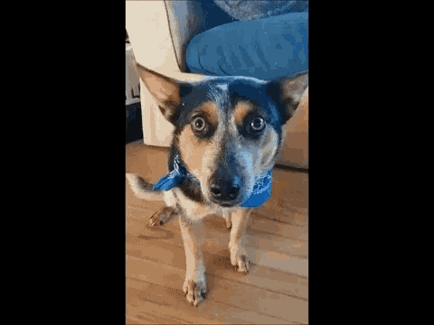 a dog wearing a blue bandana on its neck is standing on a wooden floor .