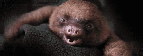 Sloth Baby Yawn GIF - Yawn Sloth GIFs