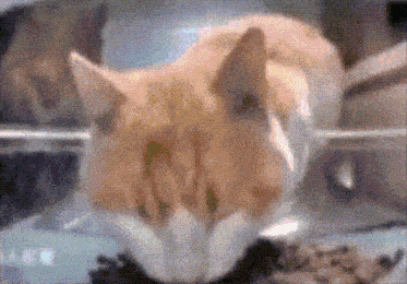 a close up of a cat 's face eating food from a bowl