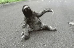 Sloth Beer GIF - Sloth Beer Another Beer Please GIFs