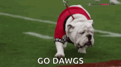 a bulldog on a leash is walking on a football field wearing a red jersey .