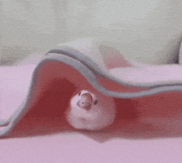 a person 's hand is touching a pink blanket